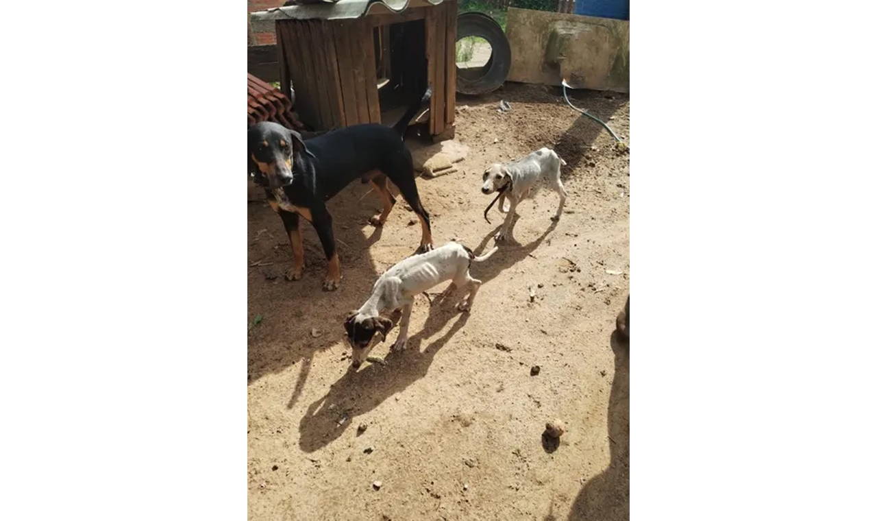 No Paraná, idoso é preso suspeito de não dar comida para cães
