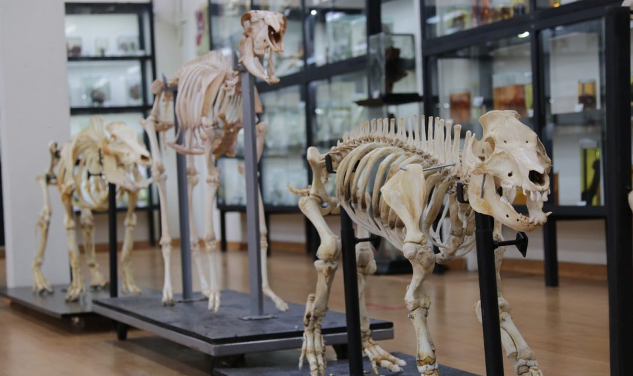 Após ampla modernização, Museu de Anatomia da UEL reabre para visitantes