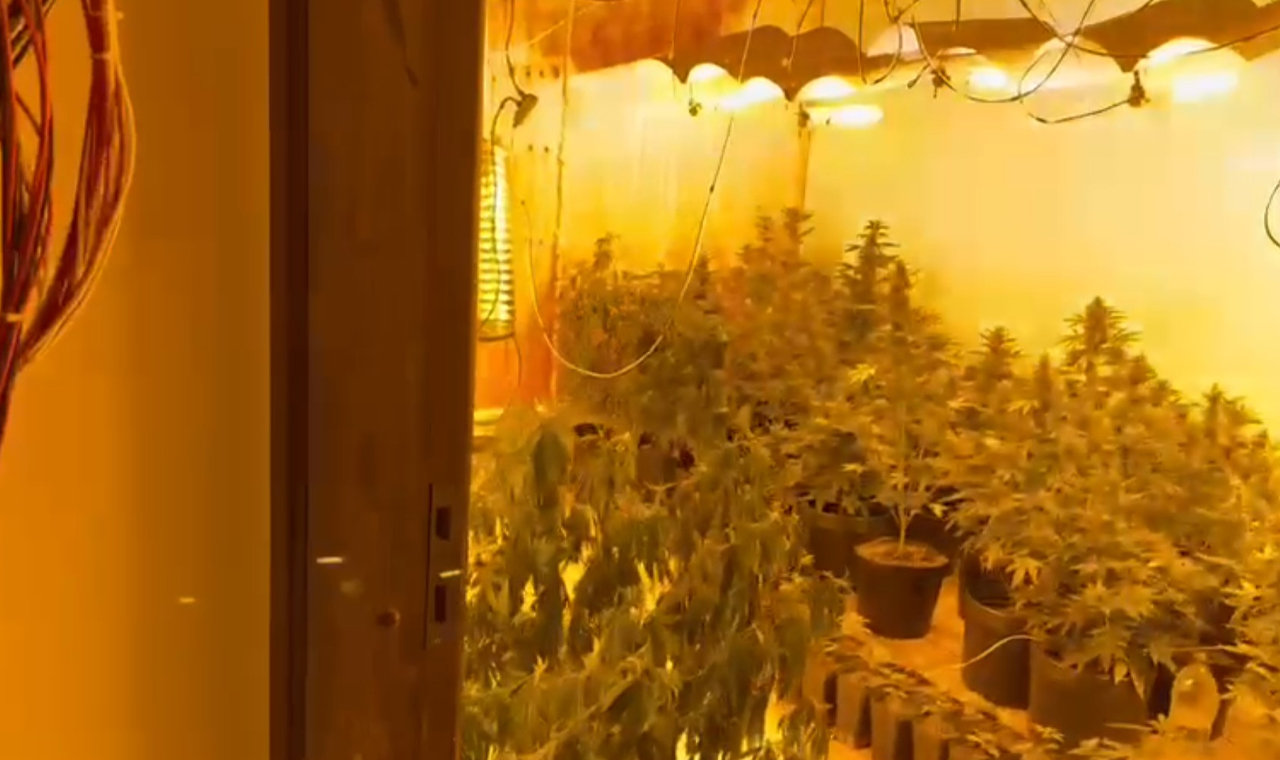 Polícia Civil apreende 50 pés de maconha e mais de 20 mil comprimidos de ecstasy no Paraná
