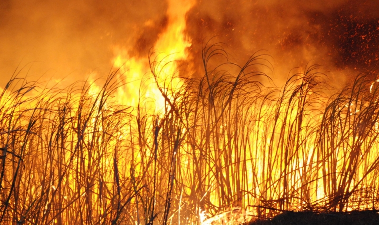 Incêndio ambiental destrói lavouras em Cambará