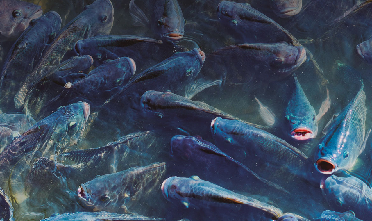 Paraná segue líder nacional em produção de peixes, ultrapassando R$ 1 bi