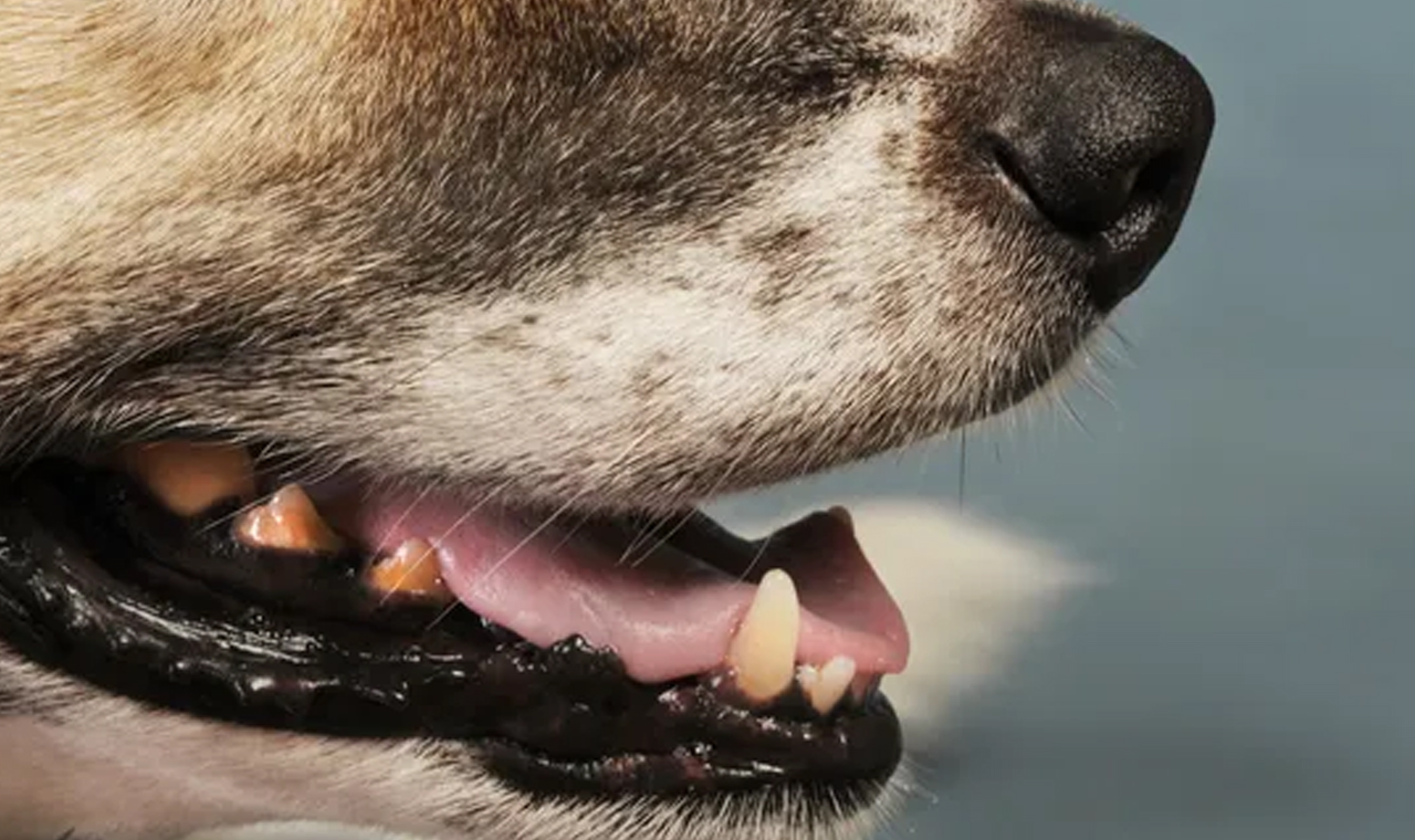 Cachorros atacam entregador de panfletos em Paiçandu