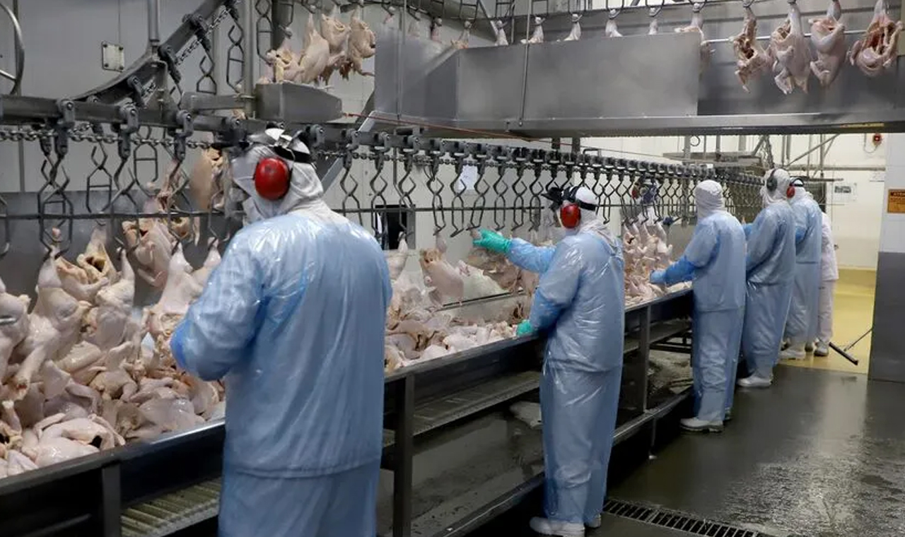 Paraná quebra recorde com a produção de mais de 1 bilhão de unidades de frangos no semestre