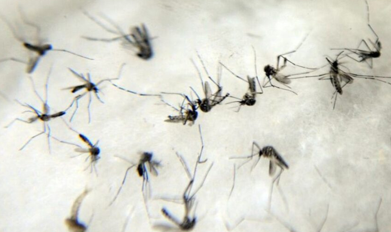 Londrina registra mais 108 casos de dengue, a 2ª cidade com mais casos!