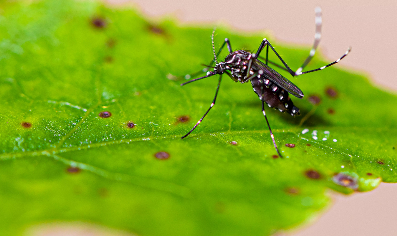 Com 174 novas confirmações, Paraná ultrapassa mil casos de dengue em dois meses, afirma Secretaria de Saúde