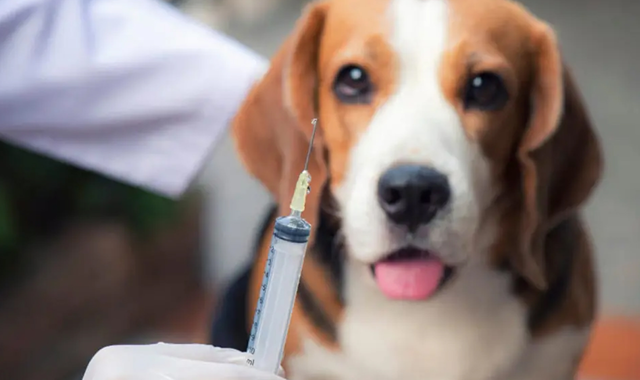 Após 40 anos, São Paulo registra primeiro caso de raiva canina