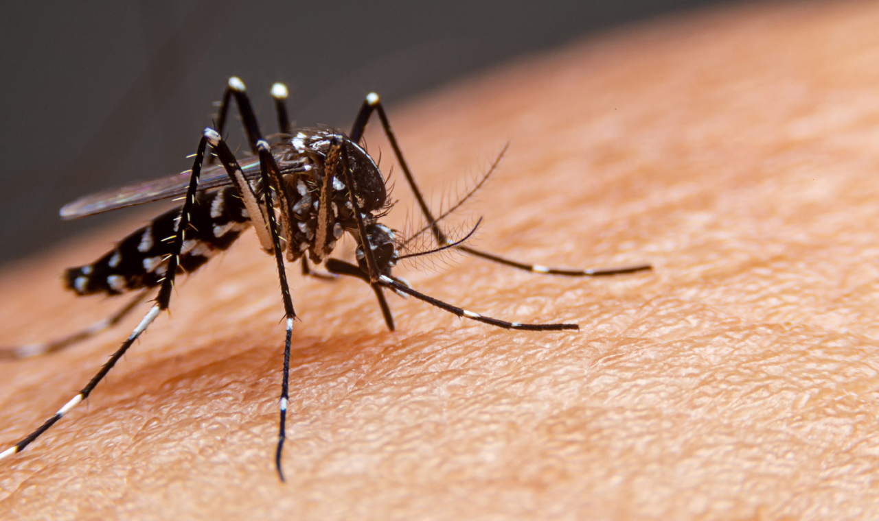 Secretaria de Saúde divulga 192 novos casos de dengue no Paraná