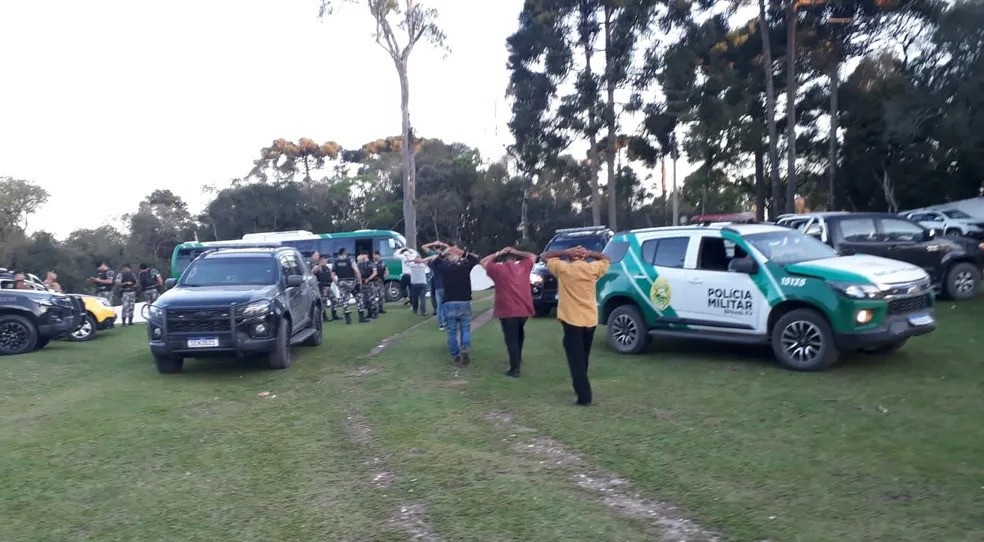 Galos são resgatados após maus-tratos e rinha no Paraná
