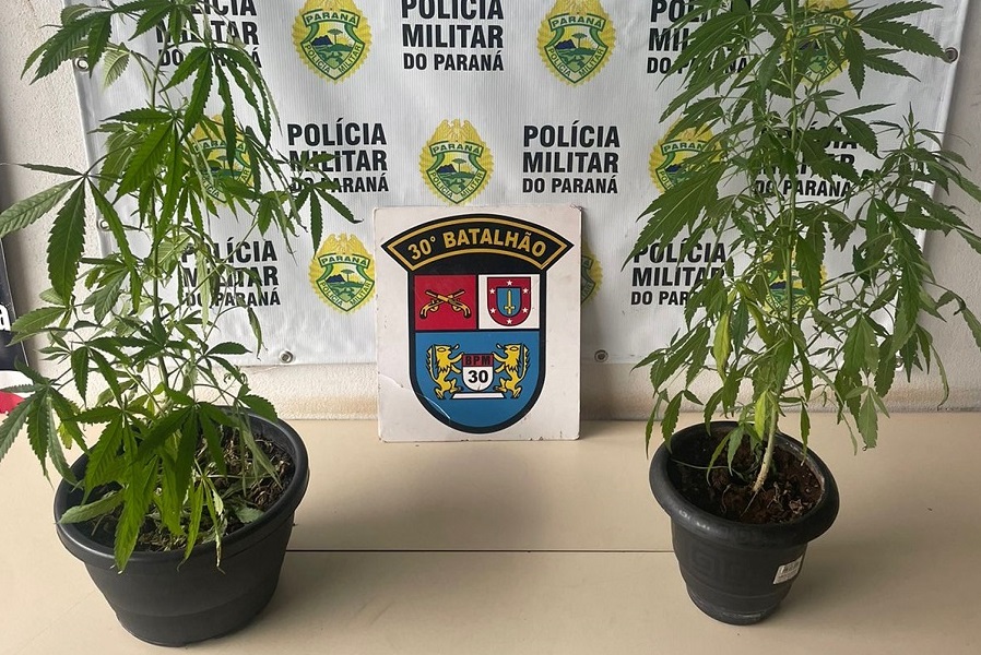 Londrinense é detido cultivando dois vasos de maconha na janela do “AP”