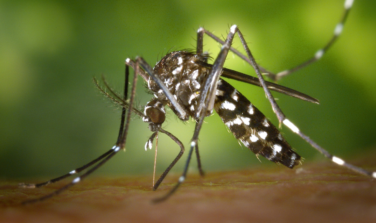 Paraná soma 1.495 casos de dengue e Londrina lidera ‘ranking’ com 288 casos