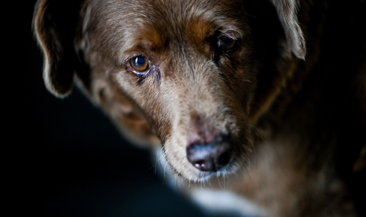 Morre Bobi, o cachorro mais velho do mundo, em Portugal