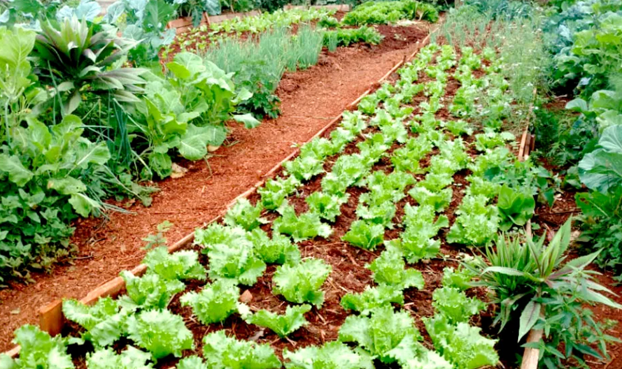 Em Londrina, Hortas Comunitárias oferecem alimentos saudáveis e com baixo custo
