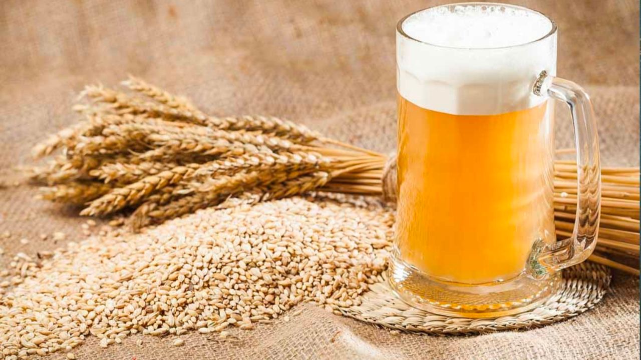 Com área recordes, colheita da “matéria prima da cerveja” continua em ritmo acelerado no Paraná