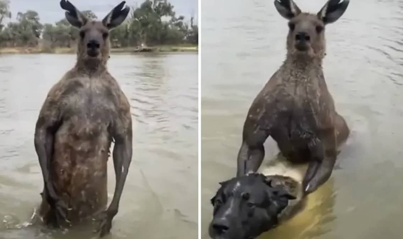 Vídeo: ex-policial troca socos com canguru para salvar cachorro de afogamento
