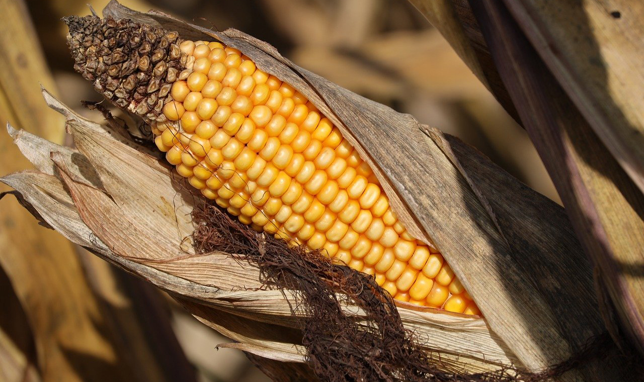 Cotações do dólar e do mercado agrícola!