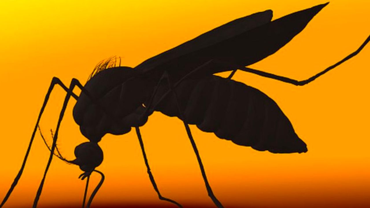 Londrina lidera municípios com dengue: novo boletim aponta 237 casos