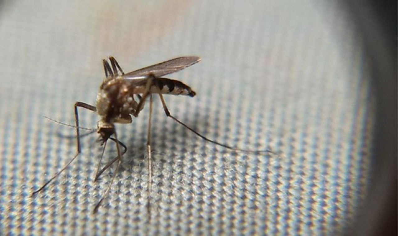 Ministério da Saúde apresenta inovações para controle da dengue em Londrina