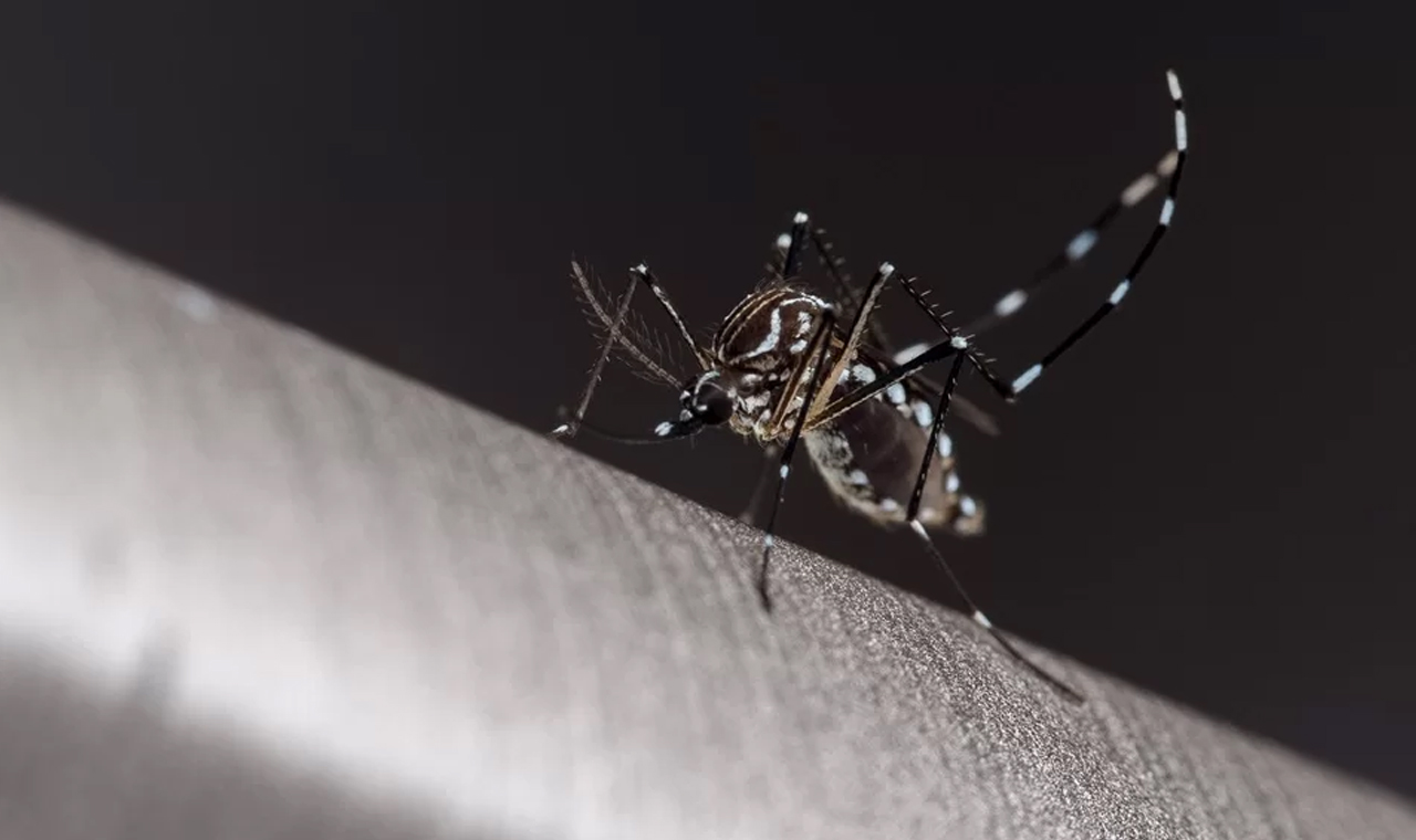 Casos de dengue aumentam 150% em uma semana em Londrina