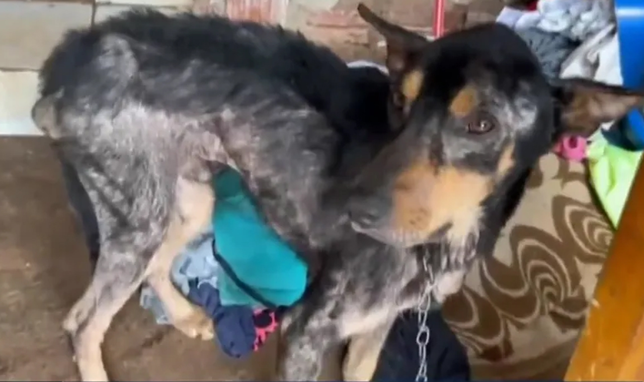 Polícia Militar prende dois suspeitos de maus tratos contra cachorro em Londrina