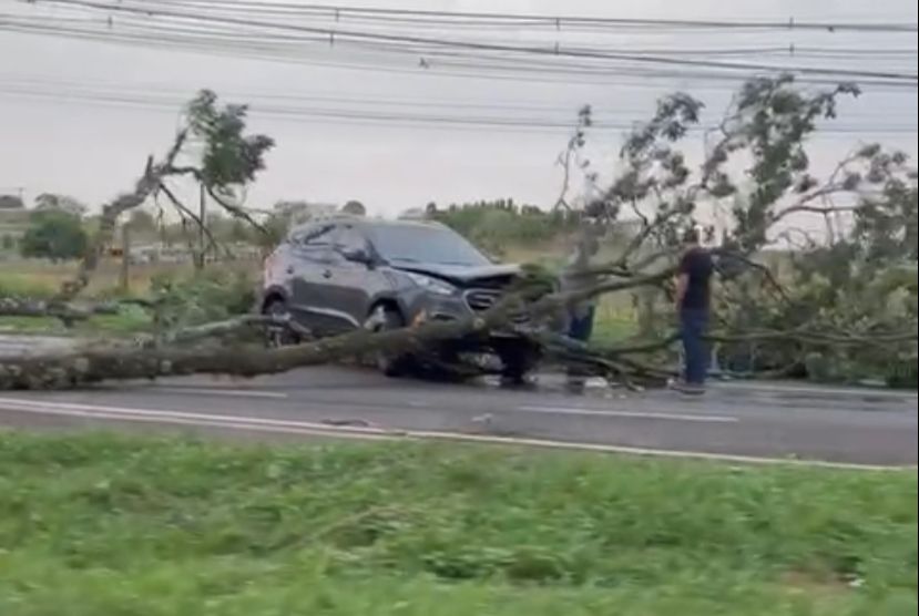 Vídeo: Árvore cai sobre carro na rodovia BR-369 em Londrina