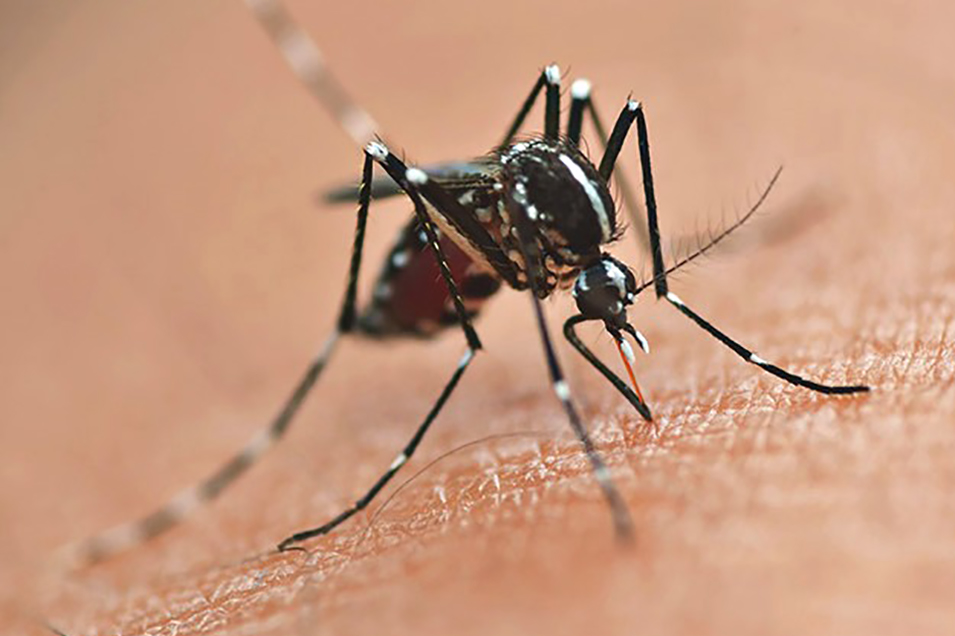 Londrina e Foz do Iguaçu são selecionadas para teste de novo método contra a dengue