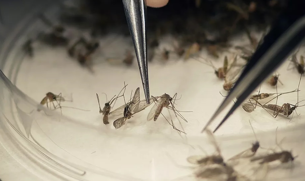 Paraná registra primeiro óbito por dengue neste período epidemiológico