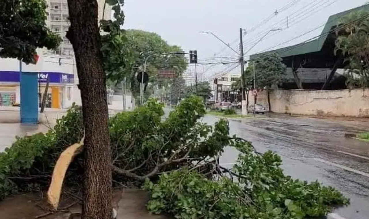 Forte chuva de domingo derrubou 10 árvores em Londrina