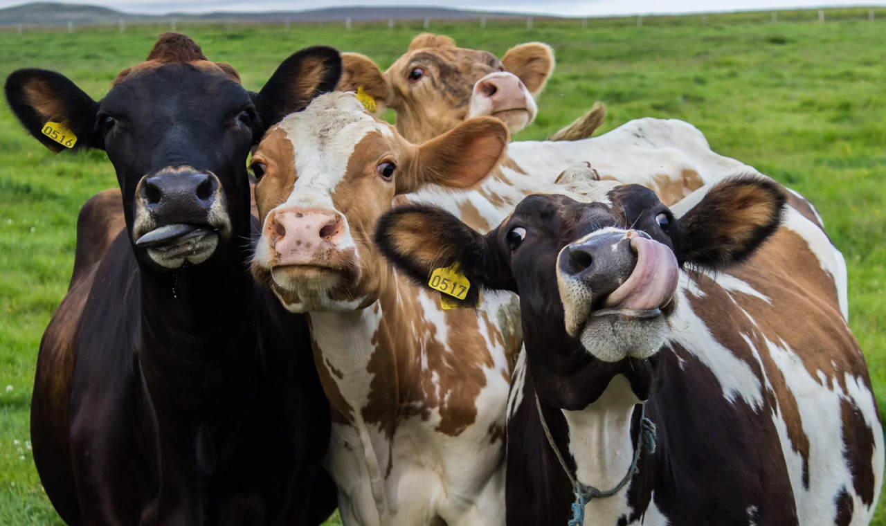 Brasil tem 9 vezes mais gado e galinha do que pessoas