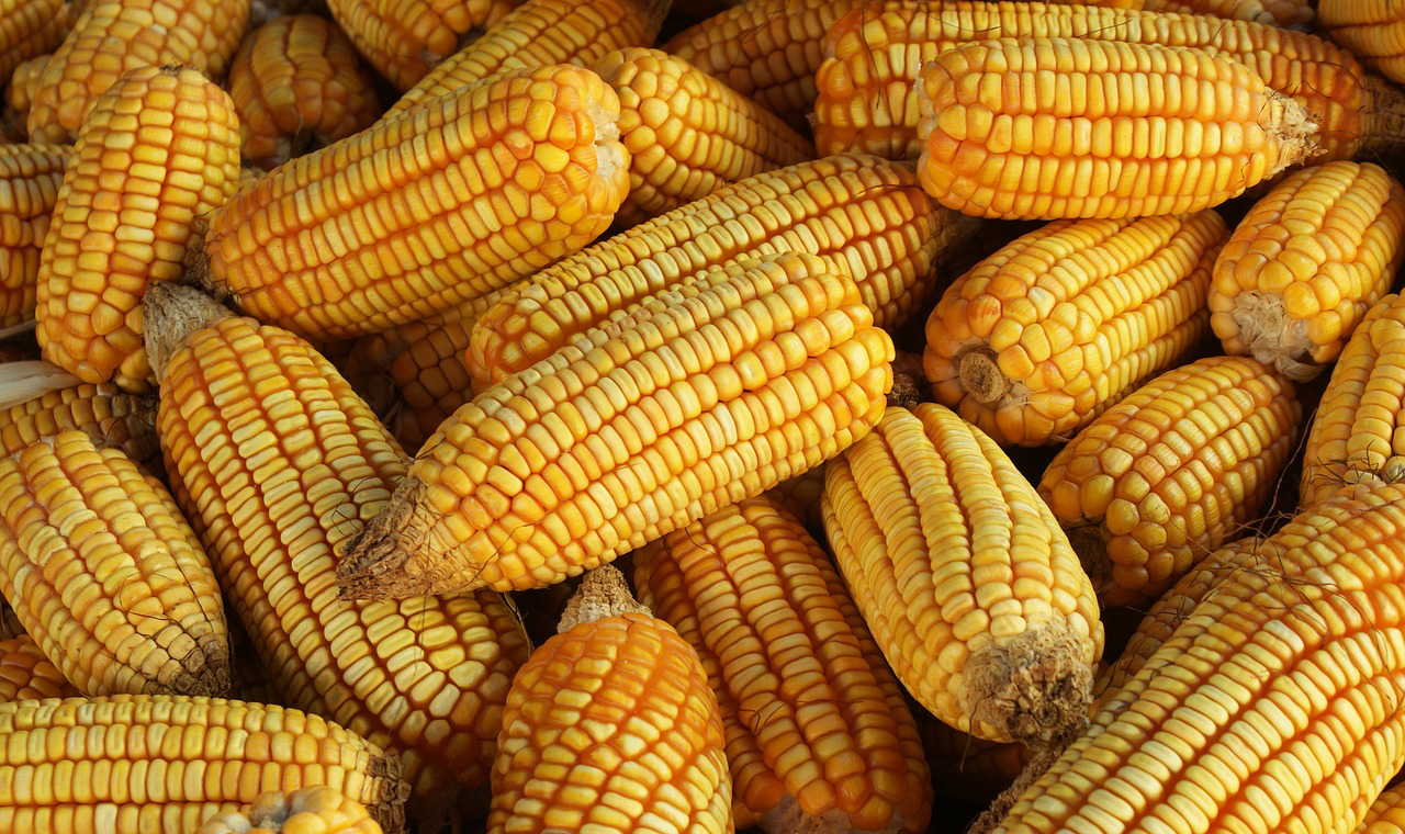 Confira as cotações da moeda e do agronegócio!