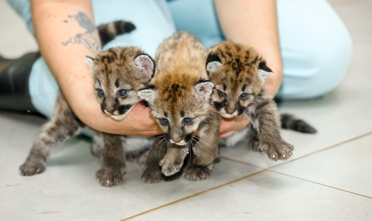 Hospital Veterinário da UniFil trata de três filhotes de onça parda resgatados numa fazenda em Andirá