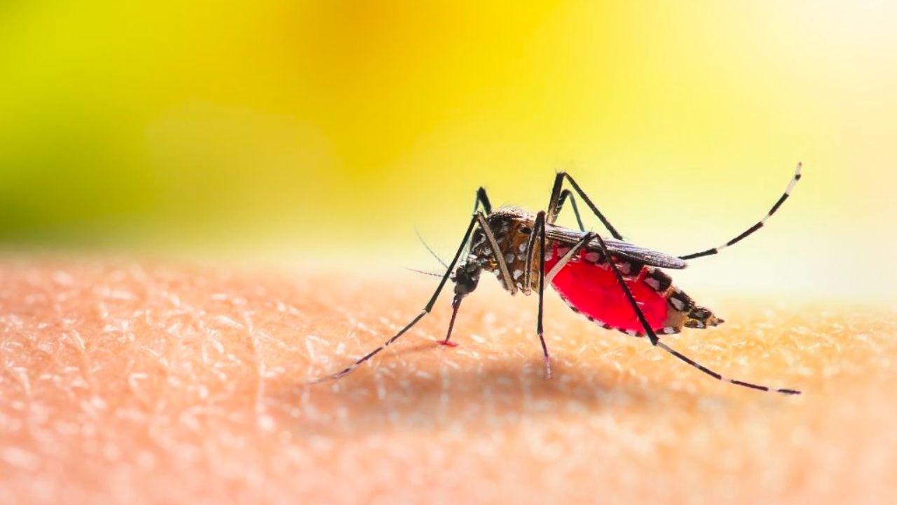 Boletim semanal da dengue confirma 275 novos casos no Paraná