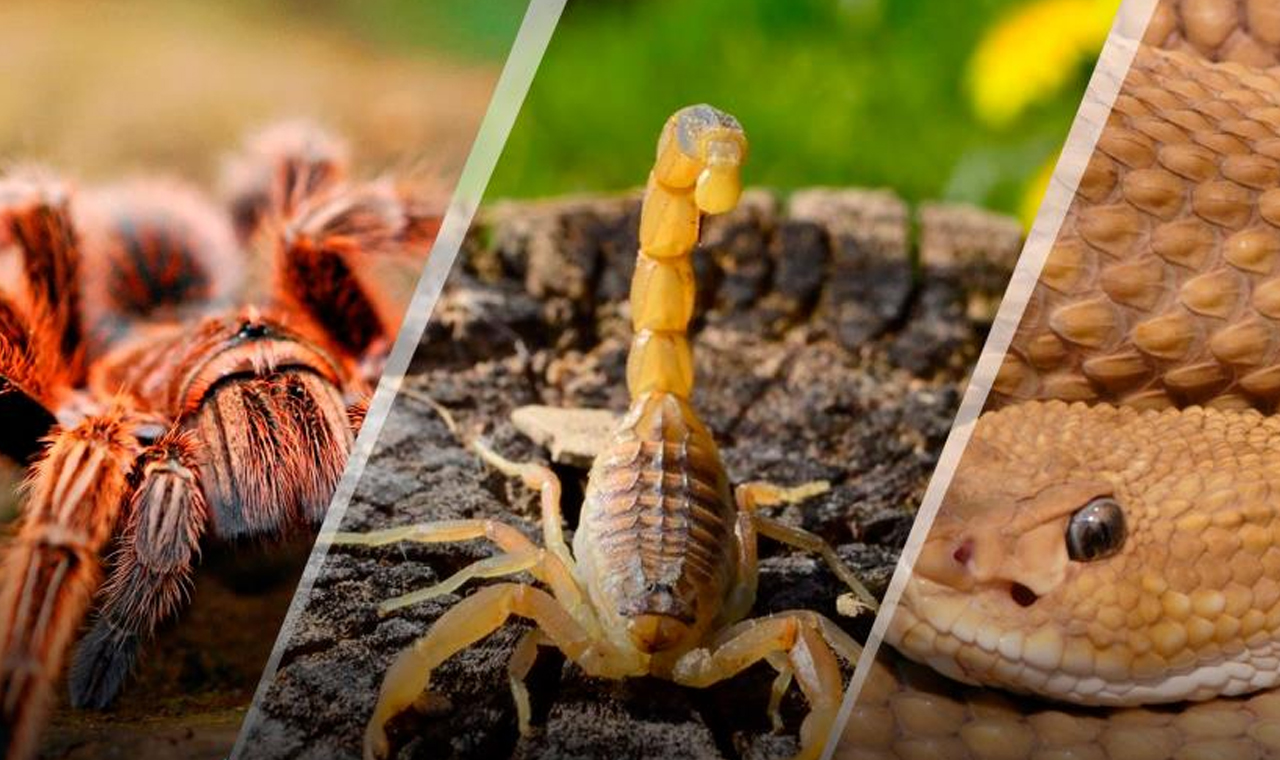 Inscrições para o 1° Encontro sobre Animais Peçonhentos do Norte do Paraná estão abertas