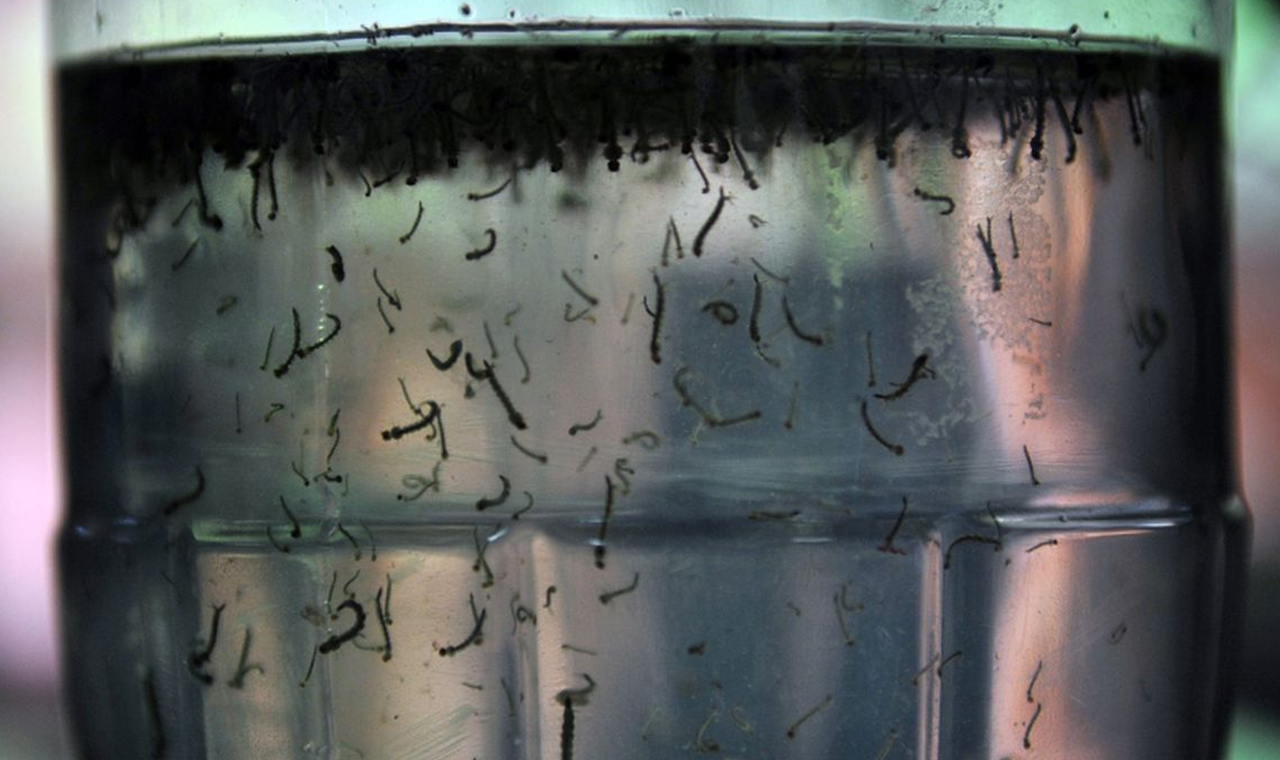 Secretaria Saúde registra 450 novos casos de dengue no Paraná