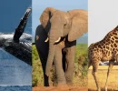 Baleia-azul, elefante e girafa estão entre os animais com os maiores corações