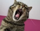 Nova espécie de felino é identificada na Bolívia após análise genética