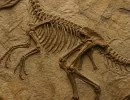 Novo dinossauro com penas é descoberto na China e ajuda a investigar evolução do voo