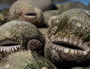“Pedras vivas” no litoral brasileiro podem concentrar até 1% da biodiversidade marinha conhecida