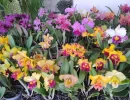 Expo Flores reúne orquídeas, suculentas e plantas ornamentais em Londrina