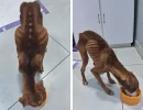 Homem é preso suspeito de maus-tratos contra cachorro em Bela Vista do Paraíso
