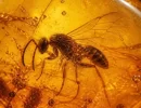 Inseto de 99 milhões de anos é descoberto preservado em âmbar