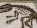Fóssil guardado em museu há mais de 100 anos revela nova espécie de dinossauro na Europa