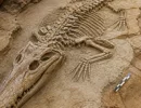 Fósseis de crocodilos pré-históricos são encontrados em Presidente Prudente